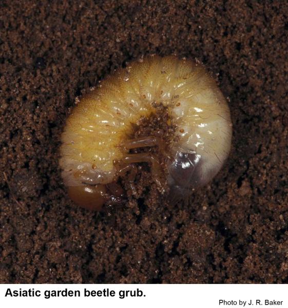 Asiatic garden beetle larva